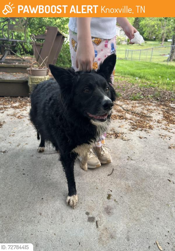 Found/Stray Male Dog last seen Maynardville Pike, Knoxville, TN 37918