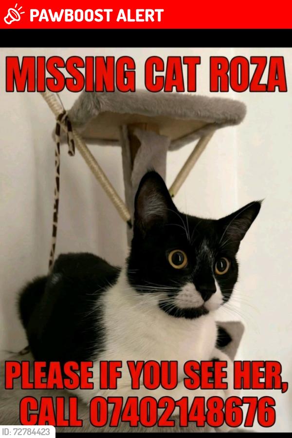 Lost Female Cat last seen By the green roundabout , Greater London, England CR7 8NH