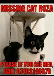 Lost Female Cat last seen By the green roundabout , Greater London, England CR7 8NH