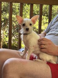 Found/Stray Female Dog last seen Mulberry Rock and Cohran road, Temple, GA 30179