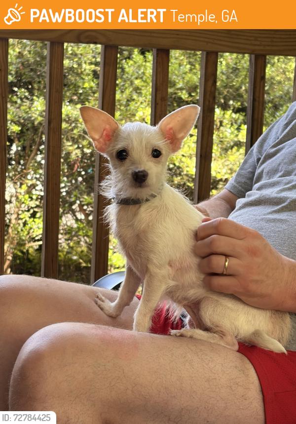 Found/Stray Female Dog last seen Mulberry Rock and Cohran road, Temple, GA 30179