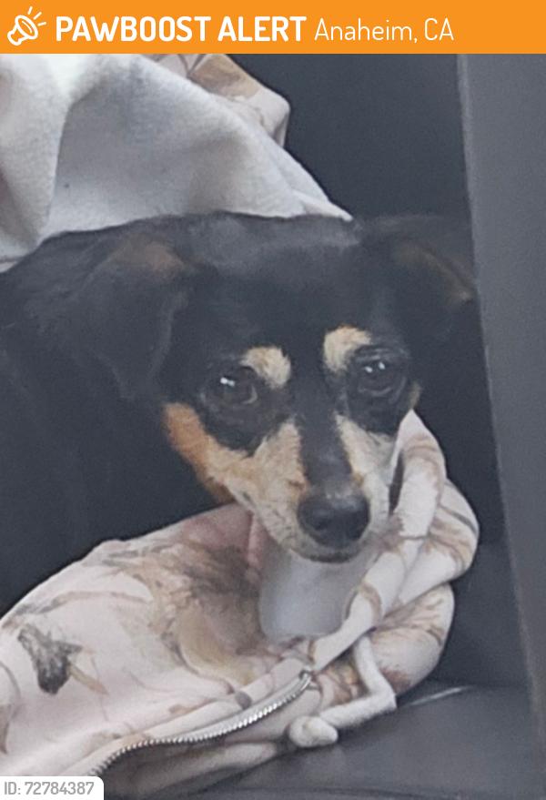 Found/Stray Male Dog last seen Knott ave and Ball road ave, Anaheim, CA 92804