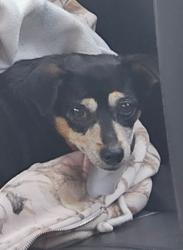 Found/Stray Male Dog last seen Knott ave and Ball road ave, Anaheim, CA 92804