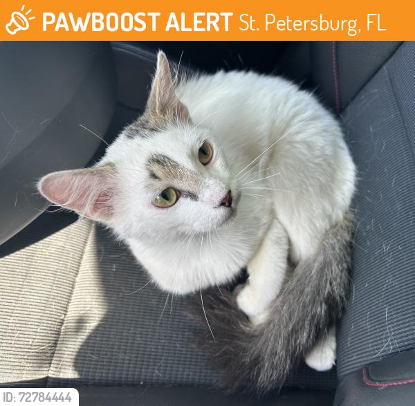 Found/Stray Male Cat last seen 19th Ave S & 7th Ave S, St. Petersburg, FL 33705