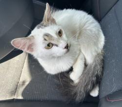 Found/Stray Male Cat last seen 19th Ave S & 7th Ave S, St. Petersburg, FL 33705