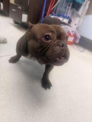 Found/Stray Female Dog last seen Tropicana and Eastern , Las Vegas Valley, NV 89121