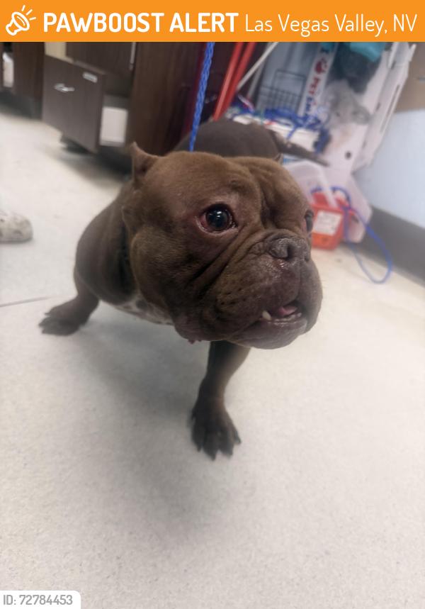 Found/Stray Female Dog last seen Tropicana and Eastern , Las Vegas Valley, NV 89121