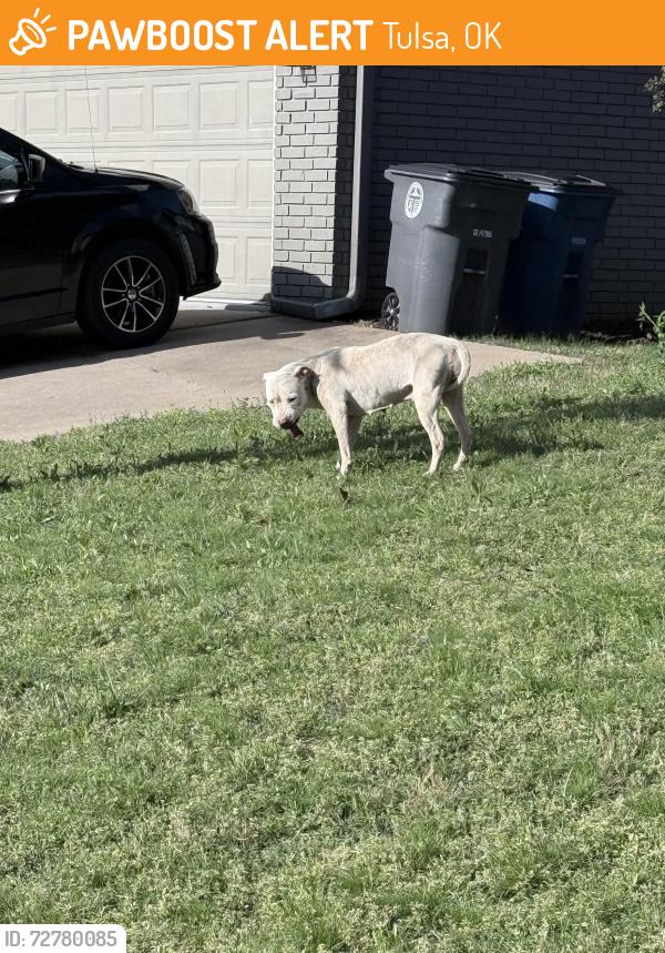 Found/Stray Unknown Dog last seen near sunchase apmt, Tulsa, OK 74116