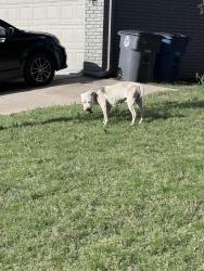 Found/Stray Unknown Dog last seen near sunchase apmt, Tulsa, OK 74116