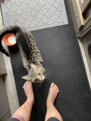 Found/Stray Female Cat last seen Great seal State campground, Chillicothe, Ohio, Chillicothe, OH 45601