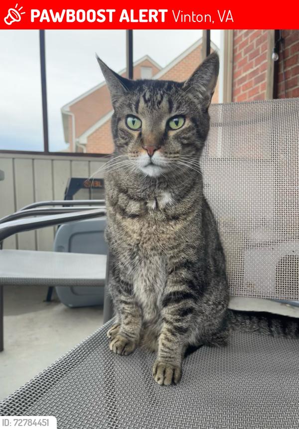 Lost Male Cat last seen Edgefield Circle, Vinton, VA, Vinton, VA 24179