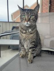 Lost Male Cat last seen Edgefield Circle, Vinton, VA, Vinton, VA 24179
