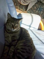 Lost Female Cat last seen Ivy and Aster Lane near Sprague St., Manteca, CA 95336