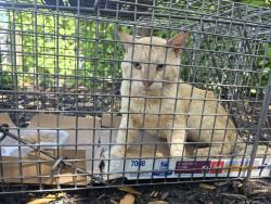 Found/Stray Unknown Cat last seen W Hillsboro Blvd & Lago Way, Parkland, FL 33076