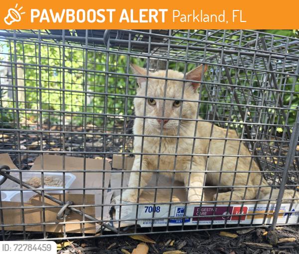 Found/Stray Unknown Cat last seen W Hillsboro Blvd & Lago Way, Parkland, FL 33076