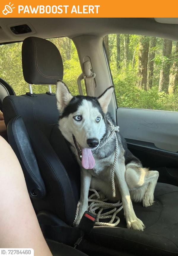 Found/Stray Female Dog last seen SE 80th & Pine. Ocala, Silver Springs Shores, FL 34472