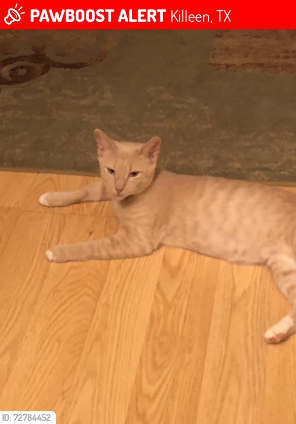 Lost Female Cat last seen Duncan ave, N. 22nd street, Killeen, TX 76541
