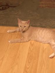 Lost Female Cat last seen Duncan ave, N. 22nd street, Killeen, TX 76541