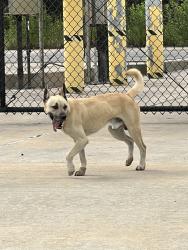 Found/Stray Male Dog last seen Ford Stadium, Spring, TX 77373