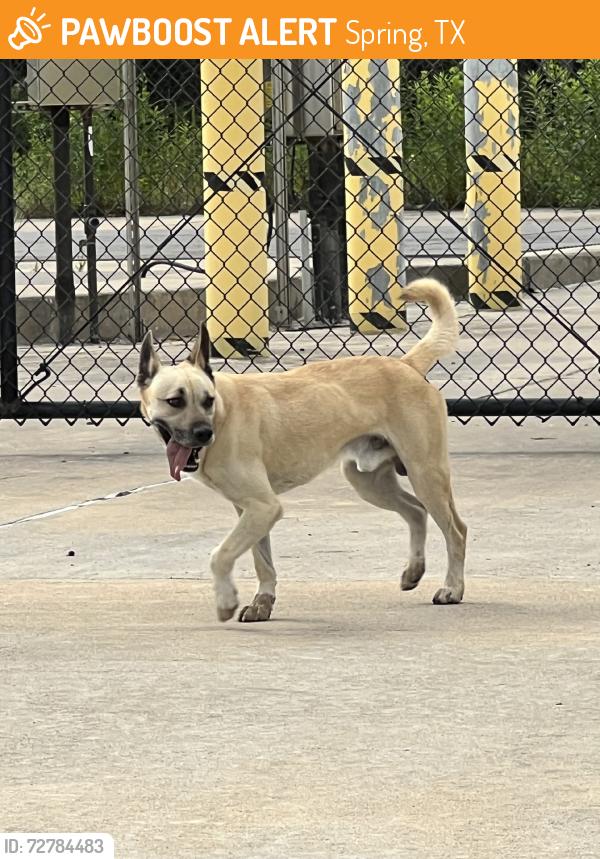 Found/Stray Male Dog last seen Ford Stadium, Spring, TX 77373