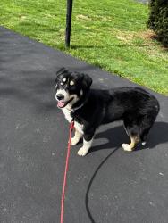 Found/Stray Female Dog last seen Off Buckley Road, North Syracuse, NY 13212