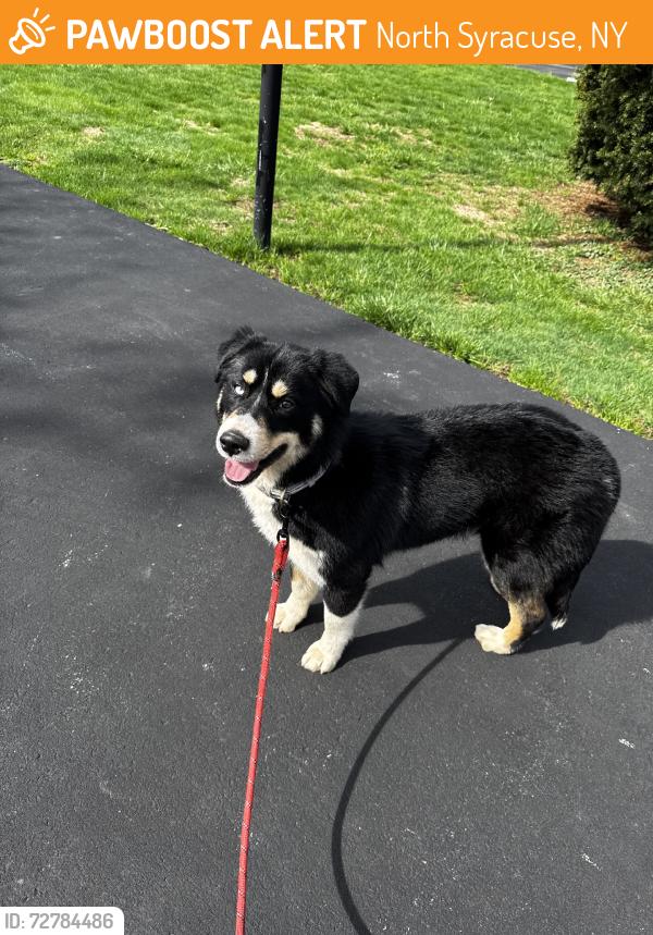 Found/Stray Female Dog last seen Off Buckley Road, North Syracuse, NY 13212