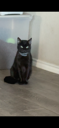 Lost Female Cat last seen Risinger road 76123 Fort Worth Texas, Fort Worth, TX 76123