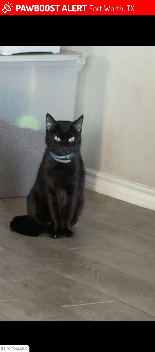 Lost Female Cat last seen Risinger road 76123 Fort Worth Texas, Fort Worth, TX 76123