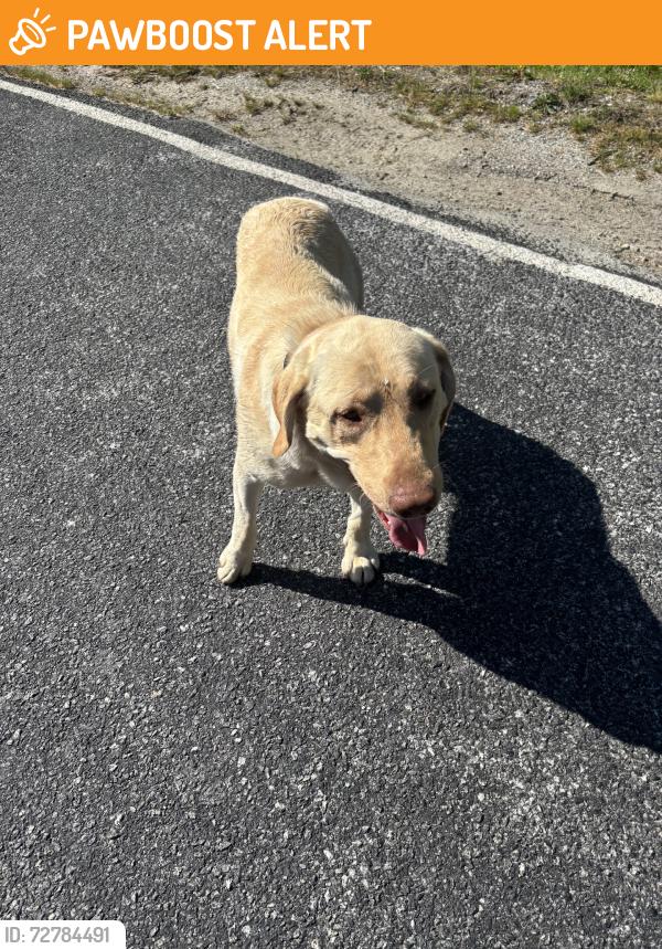 Found/Stray Male Dog last seen Ridgeway dr and howard gap lopp rd, Henderson County, NC 28731