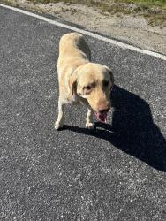 Found/Stray Male Dog last seen Ridgeway dr and howard gap lopp rd, Henderson County, NC 28731