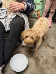 Found/Stray Unknown Dog last seen Bruce and Brockbank, Millcreek, UT 84124