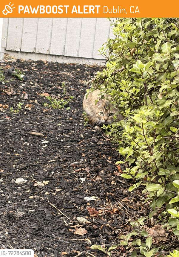 Found/Stray Unknown Cat last seen Stagecoach Rd, S Lake Dr, Dublin, CA 94568