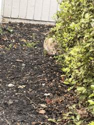 Found/Stray Unknown Cat last seen Stagecoach Rd, S Lake Dr, Dublin, CA 94568