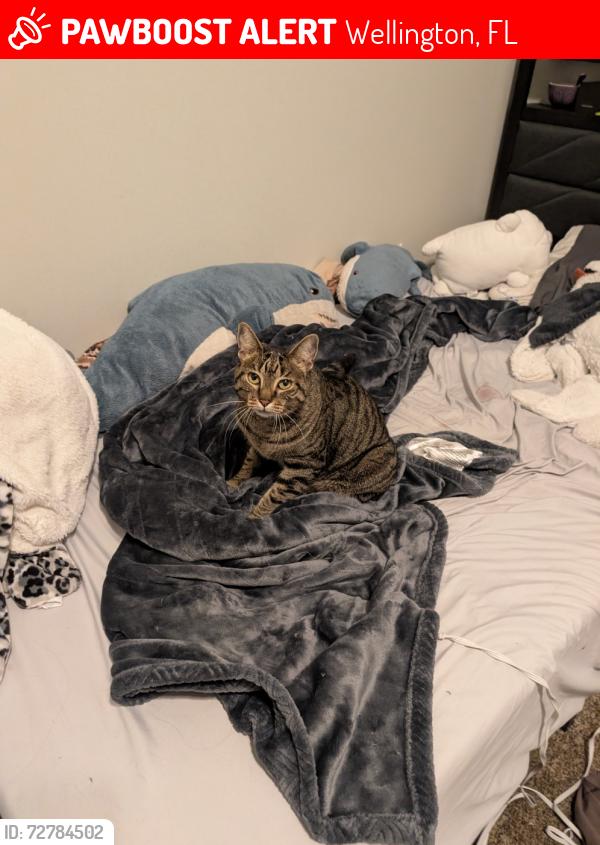 Lost Female Cat last seen I don't know, Wellington, FL 33414