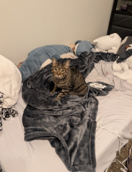 Lost Female Cat last seen I don't know, Wellington, FL 33414