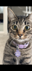 Lost Female Cat last seen Shadow Wood Circle and 2499, Highland Village, TX 75077