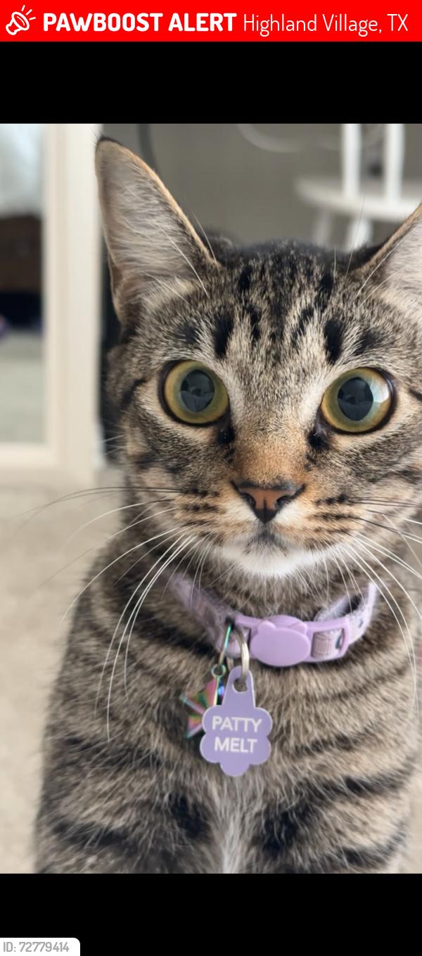 Lost Female Cat last seen Shadow Wood Circle and 2499, Highland Village, TX 75077