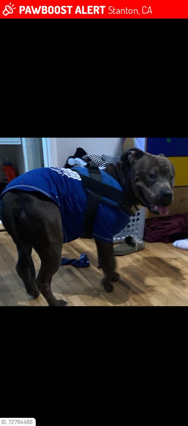 Lost Male Dog last seen Beach and Cerritos, Stanton, CA 90680