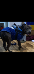 Lost Male Dog last seen Beach and Cerritos, Stanton, CA 90680