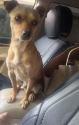 Found/Stray Male Dog last seen Lake merrit, Oakland, CA 94603