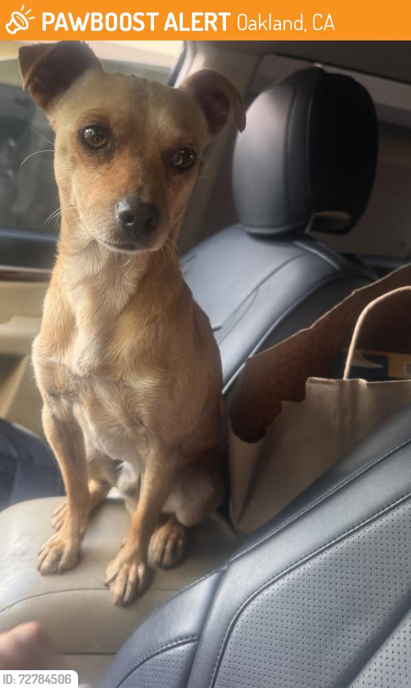 Found/Stray Male Dog last seen Lake merrit, Oakland, CA 94603