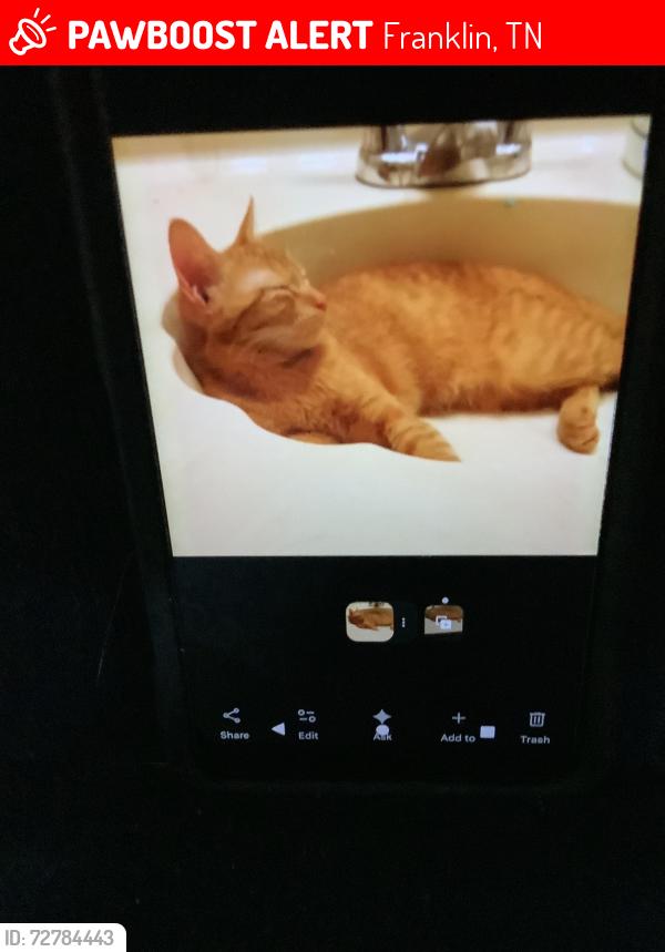 Lost Male Cat last seen Across margin by apmt building, Franklin, TN 37064