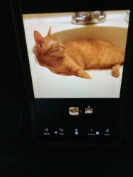 Lost Male Cat last seen Across margin by apmt building, Franklin, TN 37064