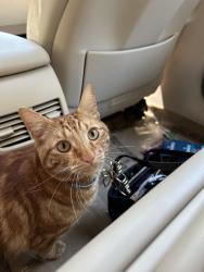 Lost Male Cat last seen Lake Sawyer, Kent, WA 98042