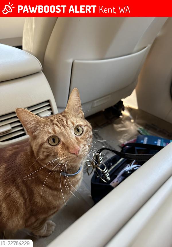 Lost Male Cat last seen Lake Sawyer, Kent, WA 98042