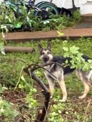 Found/Stray Unknown Dog last seen New Smizer Mill Rd., Fenton, MO 63026