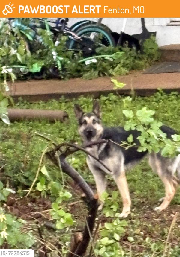 Found/Stray Unknown Dog last seen New Smizer Mill Rd., Fenton, MO 63026