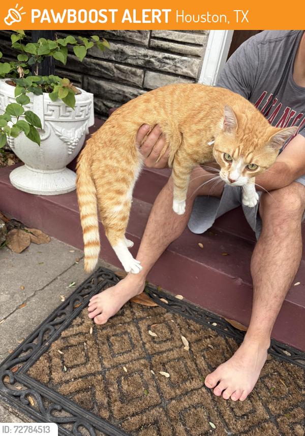 Found/Stray Unknown Cat last seen Norhill & e 16th , Houston, TX 77009