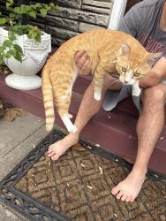 Found/Stray Unknown Cat last seen Norhill & e 16th , Houston, TX 77009