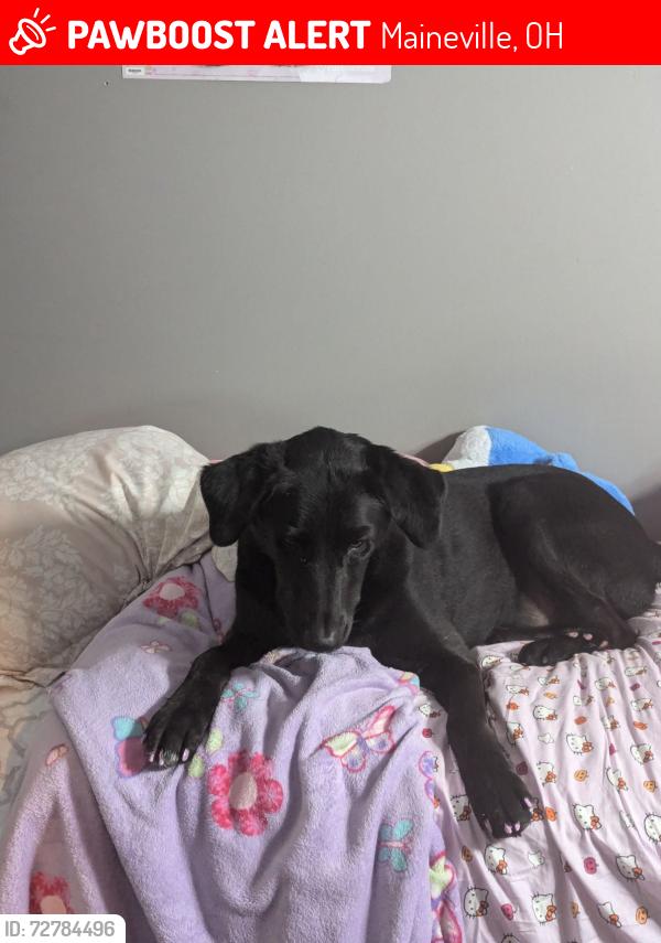 Lost Male Dog last seen Mounts Park, Maineville, OH 45039